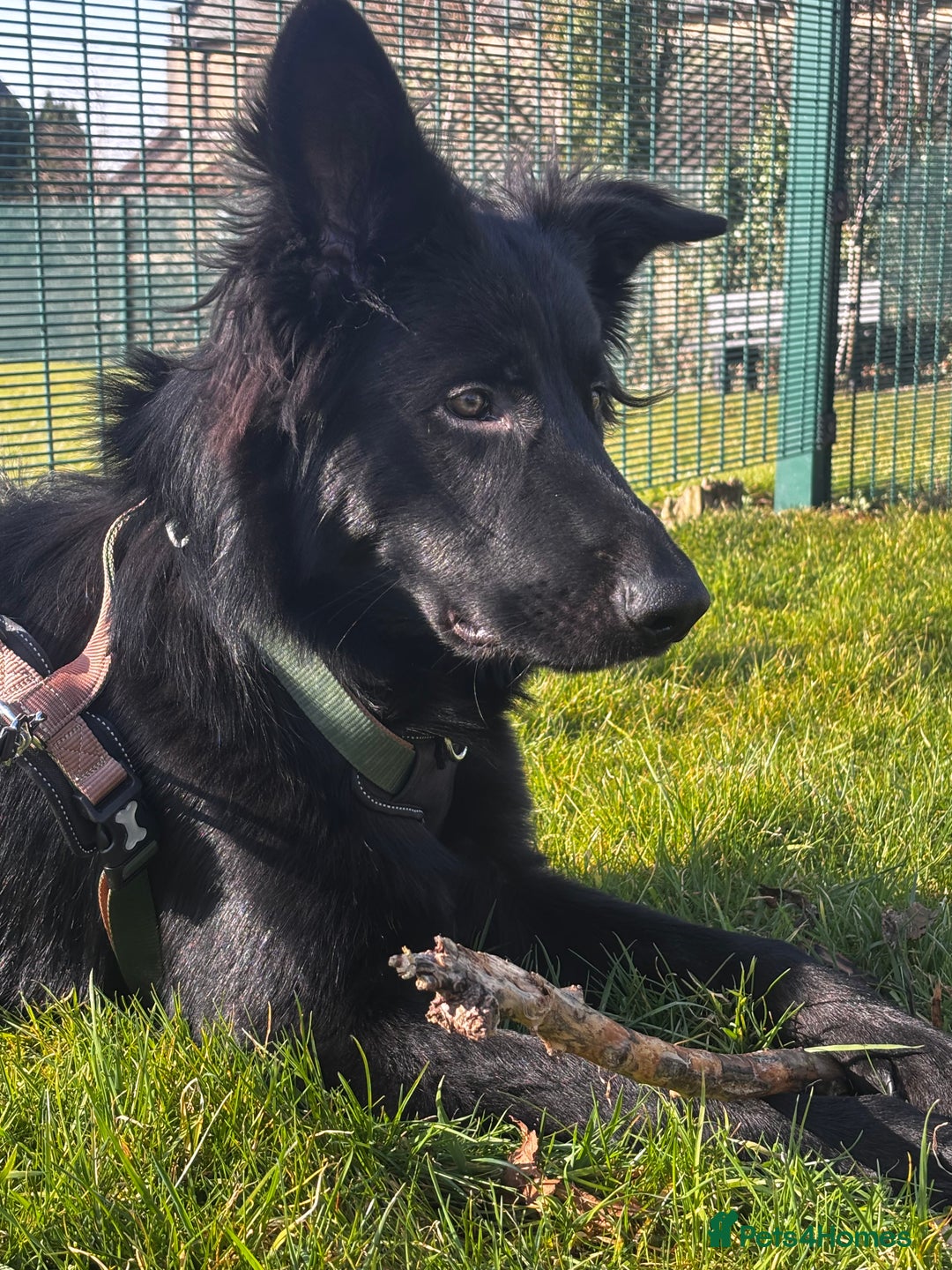 German Shepherd dogs for sale: Ace - Male German Shepherd (1 yr old) - Advert 8