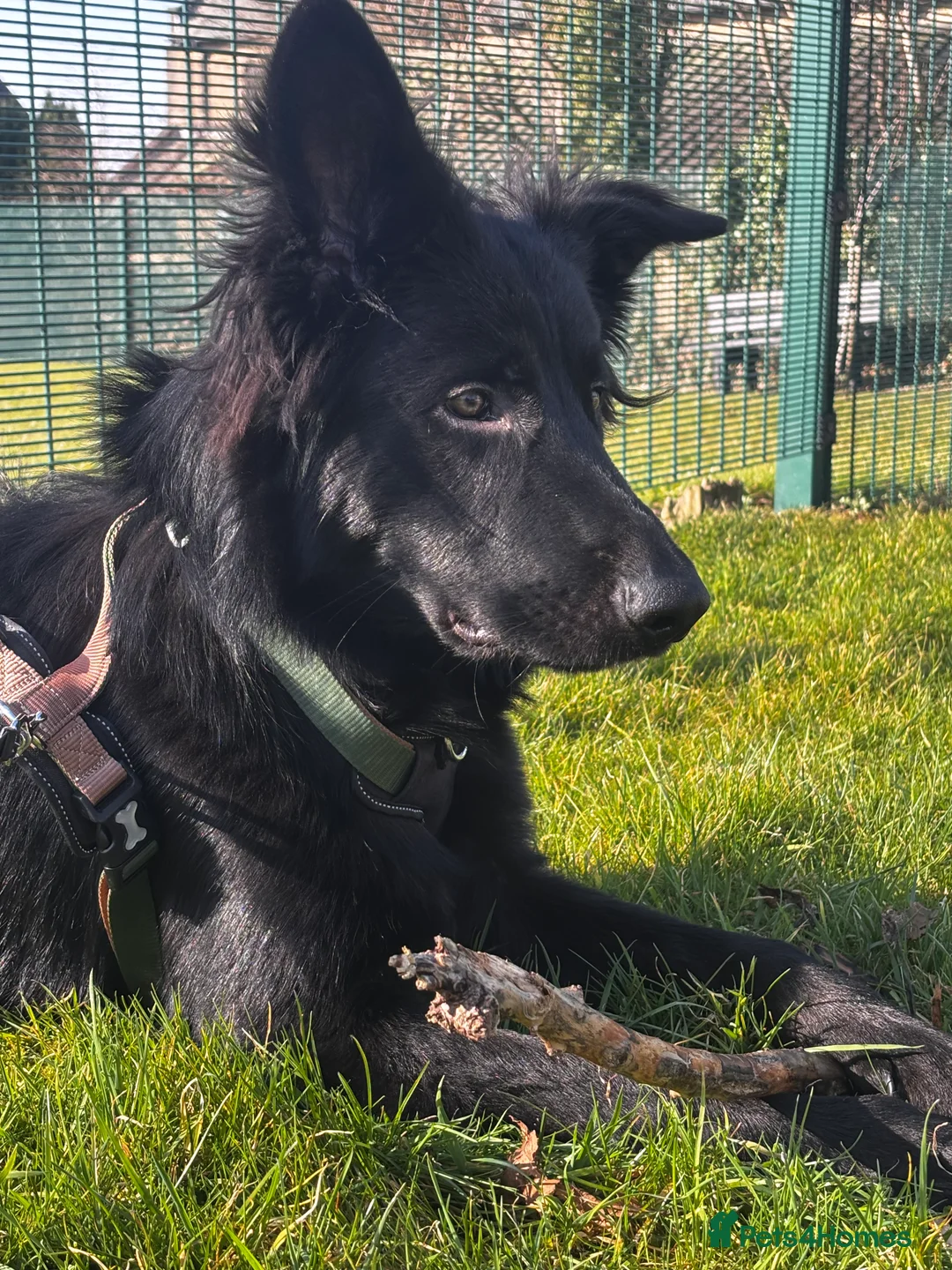 German Shepherd dogs for sale: Ace - Male German Shepherd (1 yr old) - Advert 8