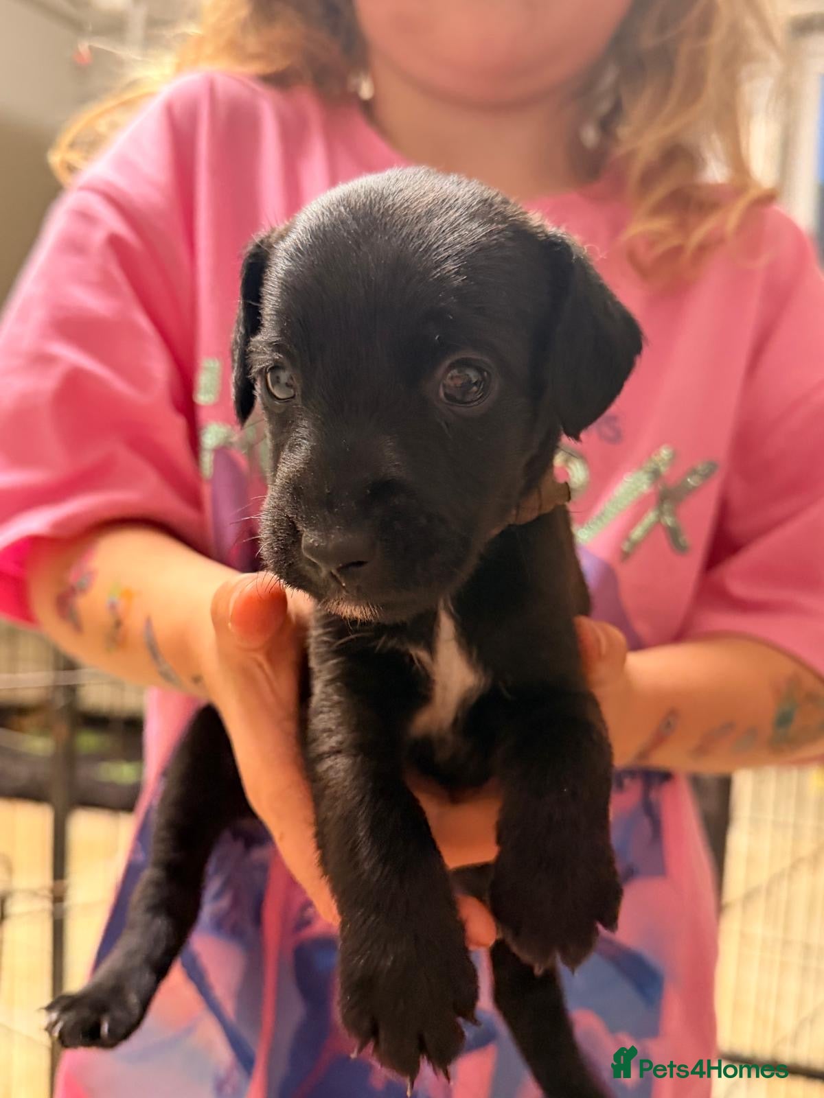 Patterdale Terrier dogs Beautiful Patterdale 1/4 Lakeland puppies  - Advert 2