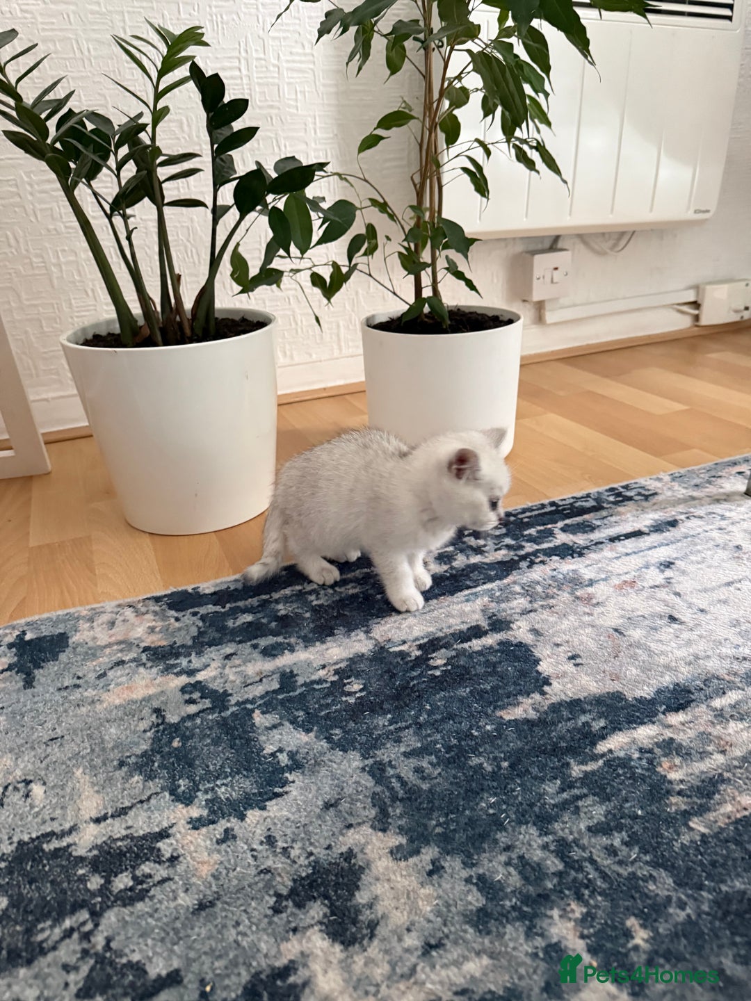British Shorthair cats for sale: BSH Silver Tabby kittens for Sale! - Image 15