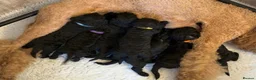 Standard Poodle dogs for sale: Kennel Club Registered Standard Poodle Puppies - Advert 1