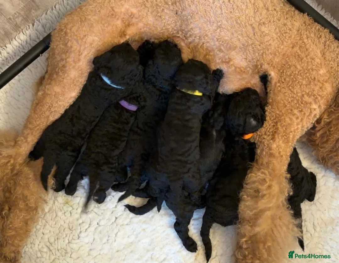 Standard Poodle dogs for sale: Kennel Club Registered Standard Poodle Puppies - Advert 1