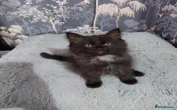 Ragdoll cats for sale: Ragdoll X Maine Coon  - Image 6