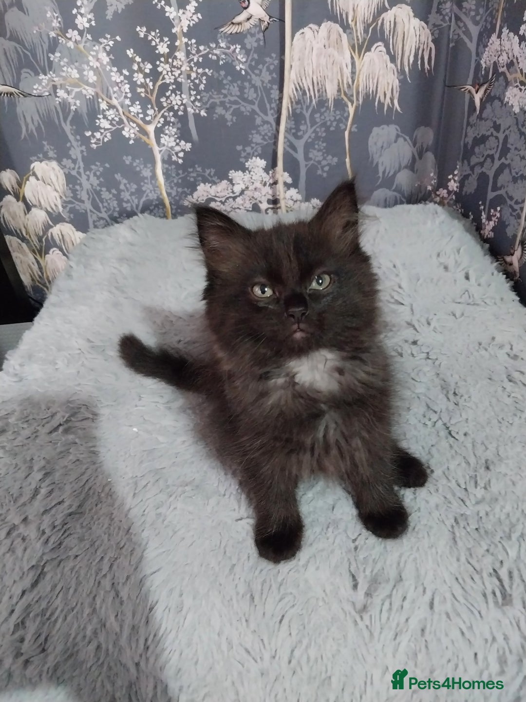 Ragdoll cats for sale: Ragdoll X Maine Coon  - Image 6