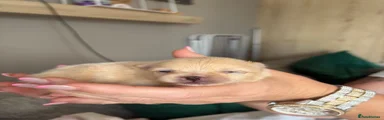 Pomeranian 1