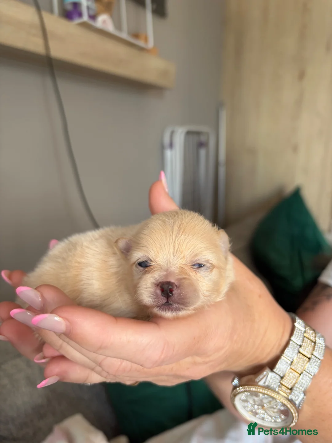 Pomeranian dogs for sale: Pomeranian puppies for sale - Advert 10