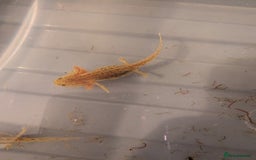 Axolotl reptiles for sale: Baby axolotls  - Image 3