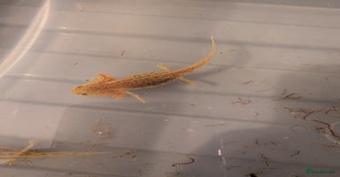 Axolotl reptiles - Advert 10