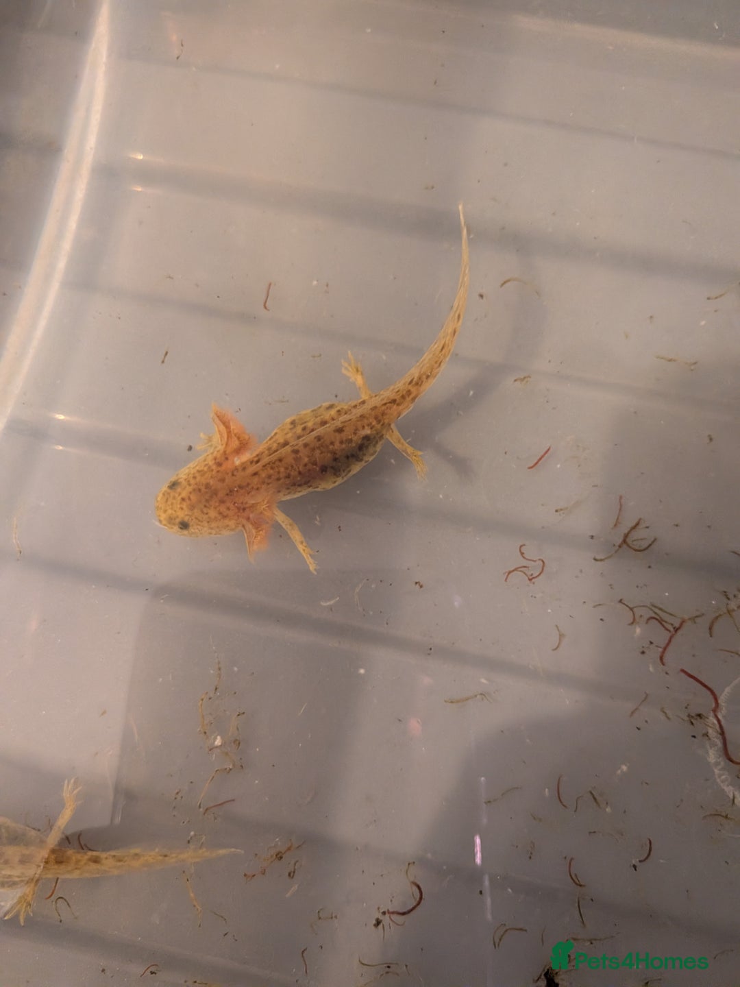 Axolotl reptiles for sale: Baby axolotls  - Image 3