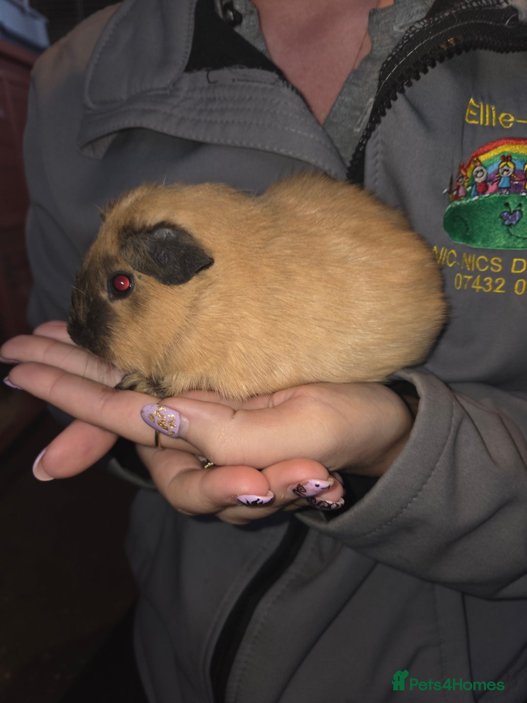 Guinea Pig rodents for sale: Baby guinea pigs - Advert 4
