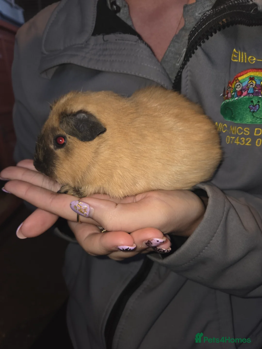 Guinea Pig rodents for sale: Baby guinea pigs - Advert 5