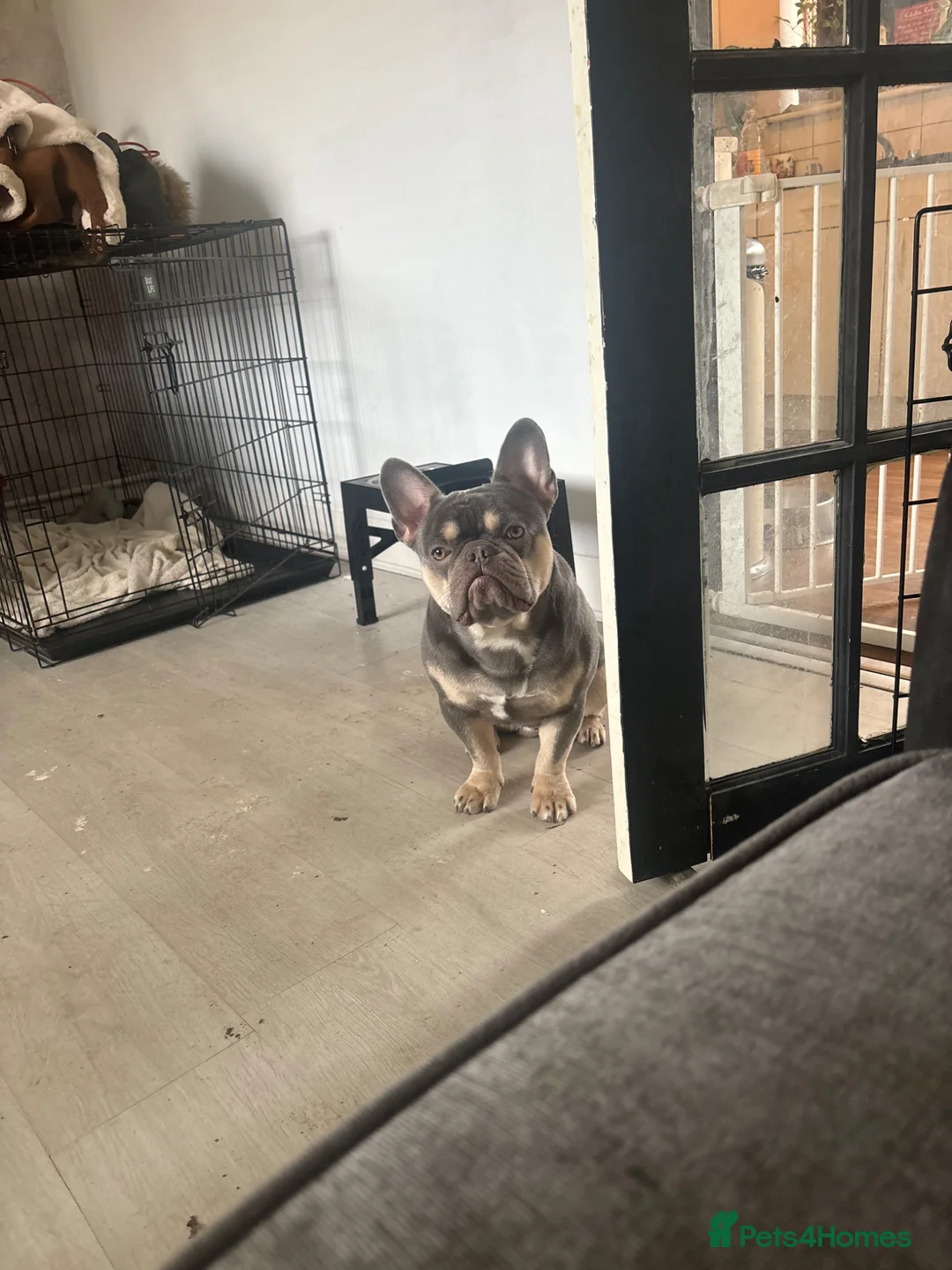 French Bulldog dogs for sale: Gismo in Corby - Advert 2