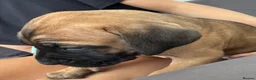 Cane Corso dogs for sale: Ready now 4 beautiful caneCorso pups - Advert 16