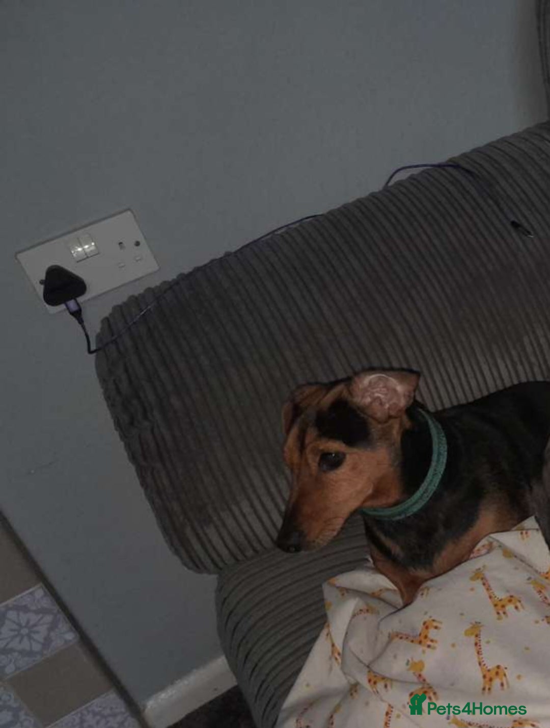 Mixed Breed dogs for sale: Woody - Advert 6