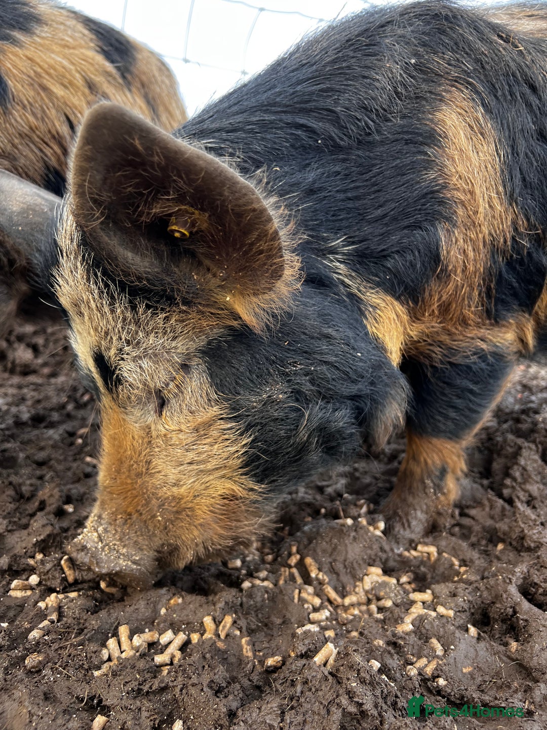 Pig livestock for sale: Kune kune cross boars, gilt and sow - Advert 6