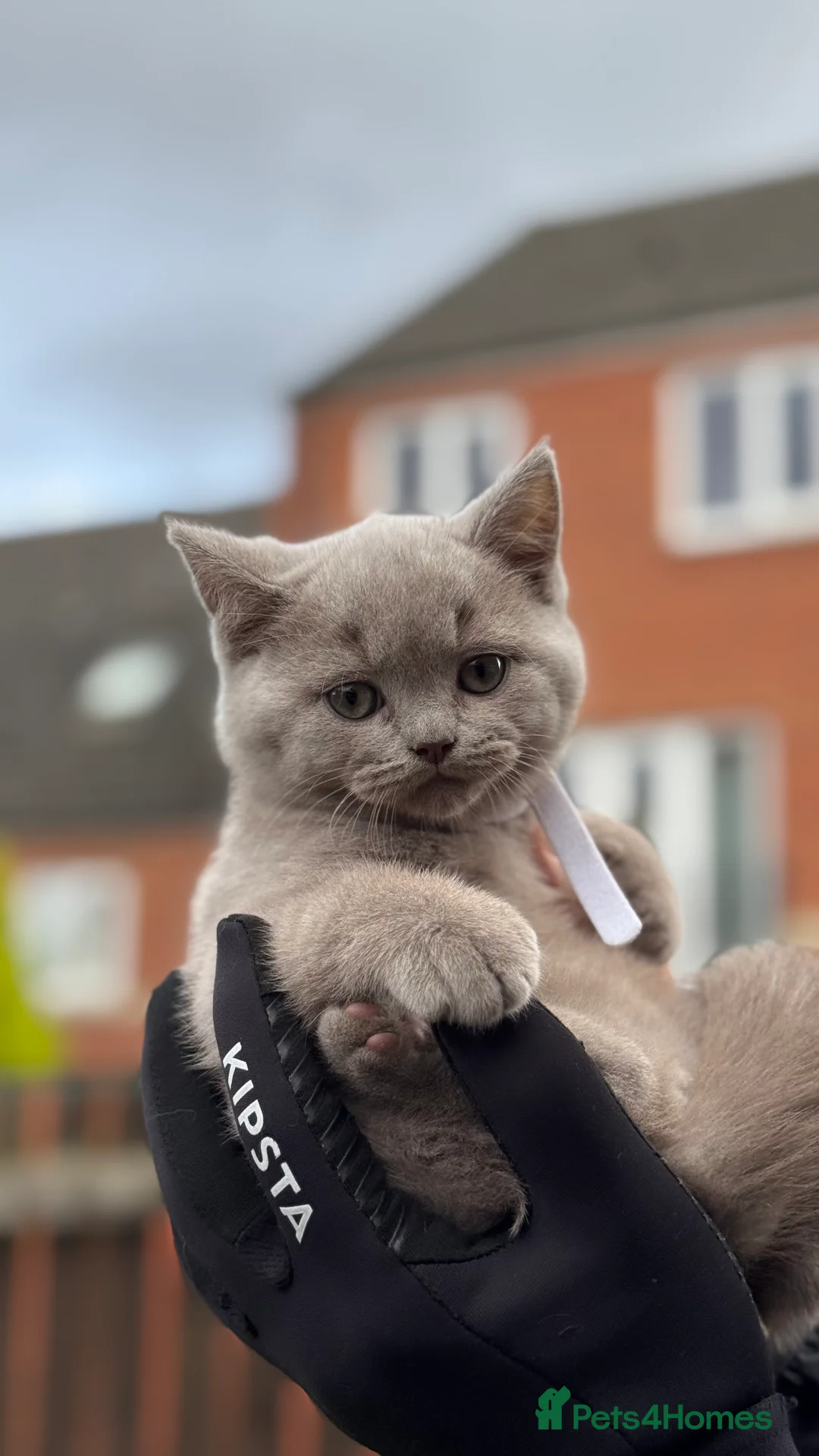 British Shorthair cats for sale: Adorable British Shorthair Blue and Lilic kittens - Advert 8
