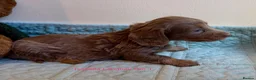 Miniature Dachshund dogs for sale: Four Beautiful Miniature Dachshund Puppies - Advert 10