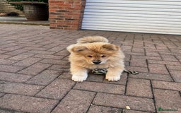 Chow Chow dogs for sale:  🐾 LAST TWO Ready to go STUNNING GIRL chow chows* - Image 4