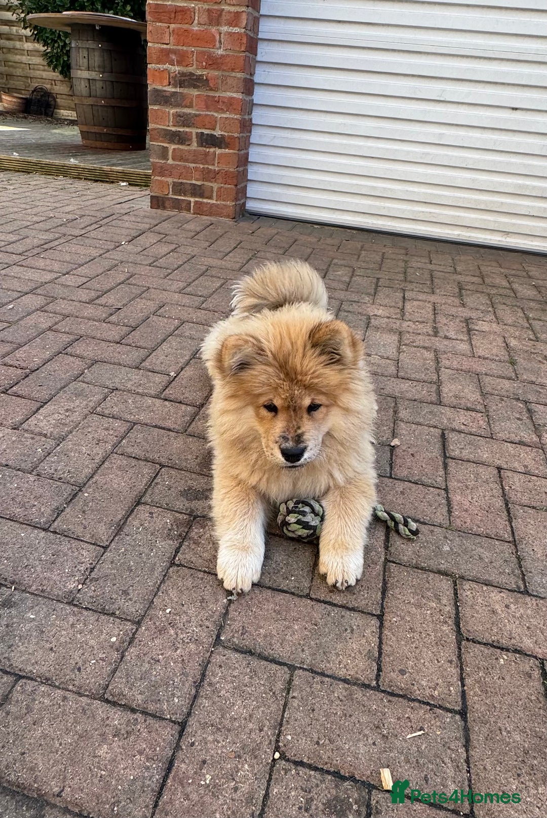 Chow Chow dogs for sale:  🐾 LAST TWO Ready to go STUNNING GIRL chow chows* - Image 4