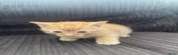 British Shorthair cats for sale: 2 ginger boy kittens for sale in Leicester - Advert 3
