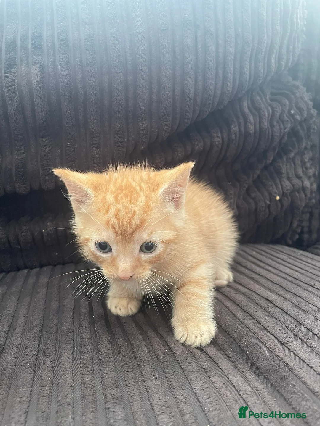 British Shorthair cats for sale: 2 ginger boy kittens for sale in Leicester - Advert 3