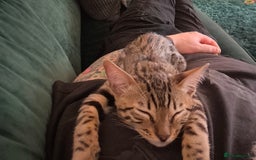 Bengal cats for sale: Male Bengal kitten  - Image 4