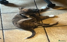 Mixed Breed dogs for sale: Beautiful Whippet X  - Image 16