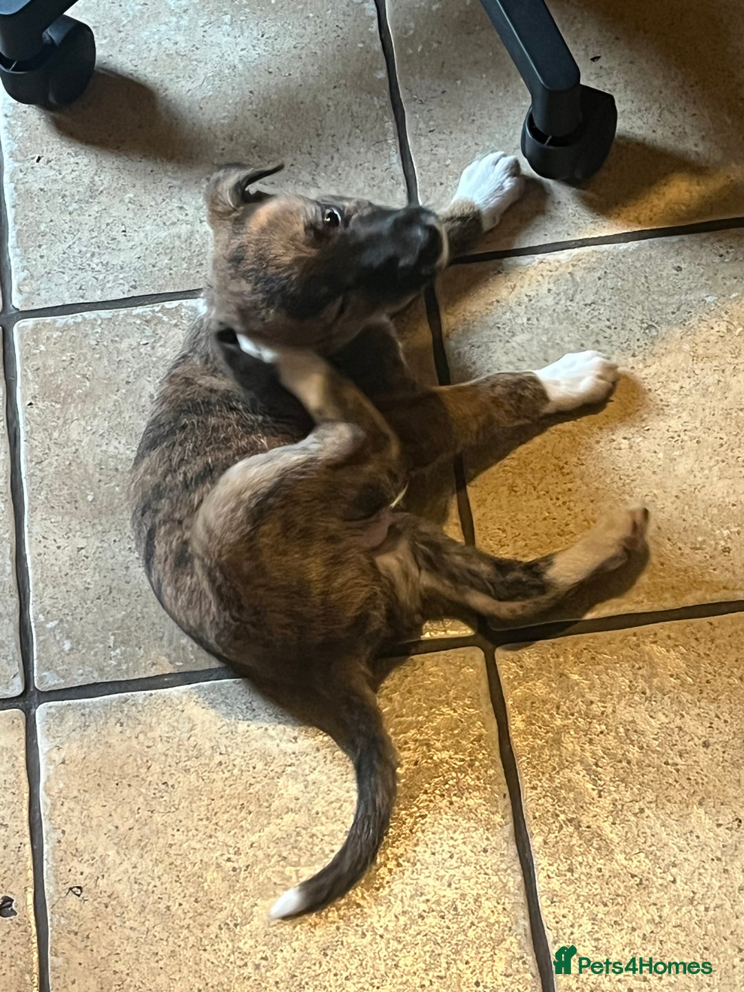 Mixed Breed dogs for sale: Beautiful Whippet X  - Image 16