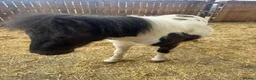 Shetland pony horses for sale: Shetland ponies - Advert 5