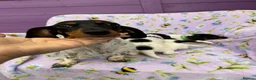Miniature Dachshund dogs for sale: 5 cute piebald miniature dachshund puppies - Advert 23