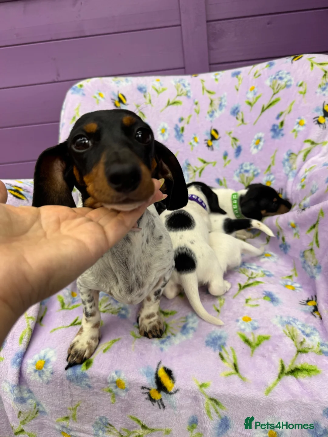 Miniature Dachshund dogs for sale: 5 cute piebald miniature dachshund puppies - Advert 23