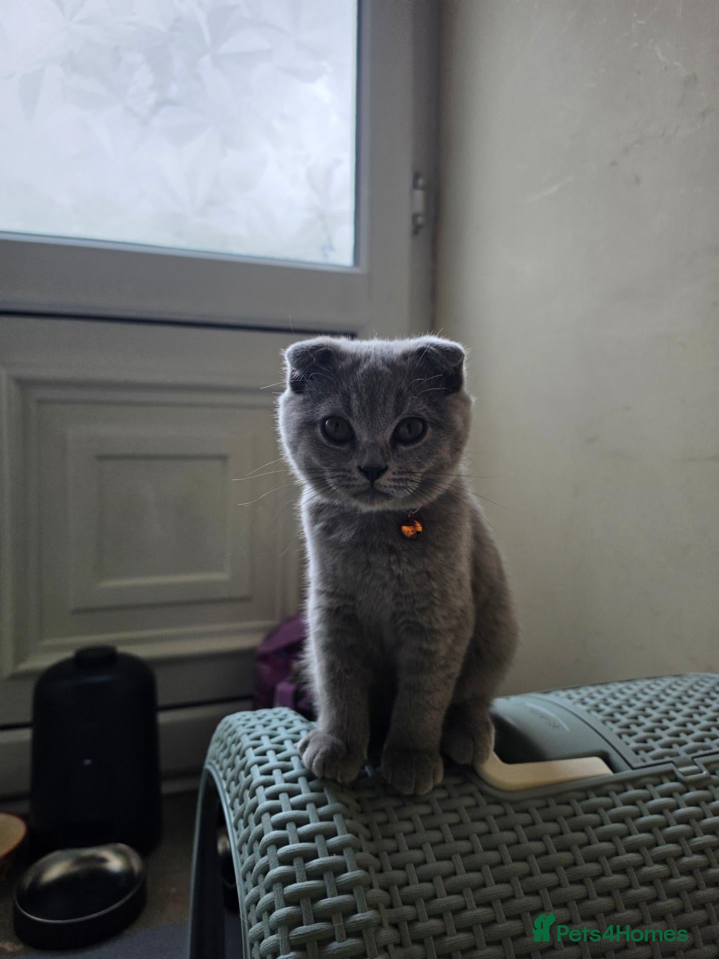 Scottish Fold cats 7 Scottish fold 😍beautiful  healthy kittens - Advert 14