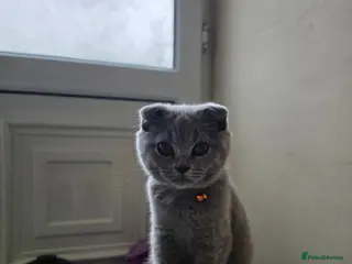 Scottish Fold cats 7 Scottish fold 😍beautiful healthy kittens - Advert 14