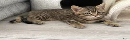 British Shorthair cats for sale: British shorthair Kittens - Advert 3