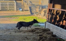 Border Collie dogs for sale: Border collie puppies - Advert 2