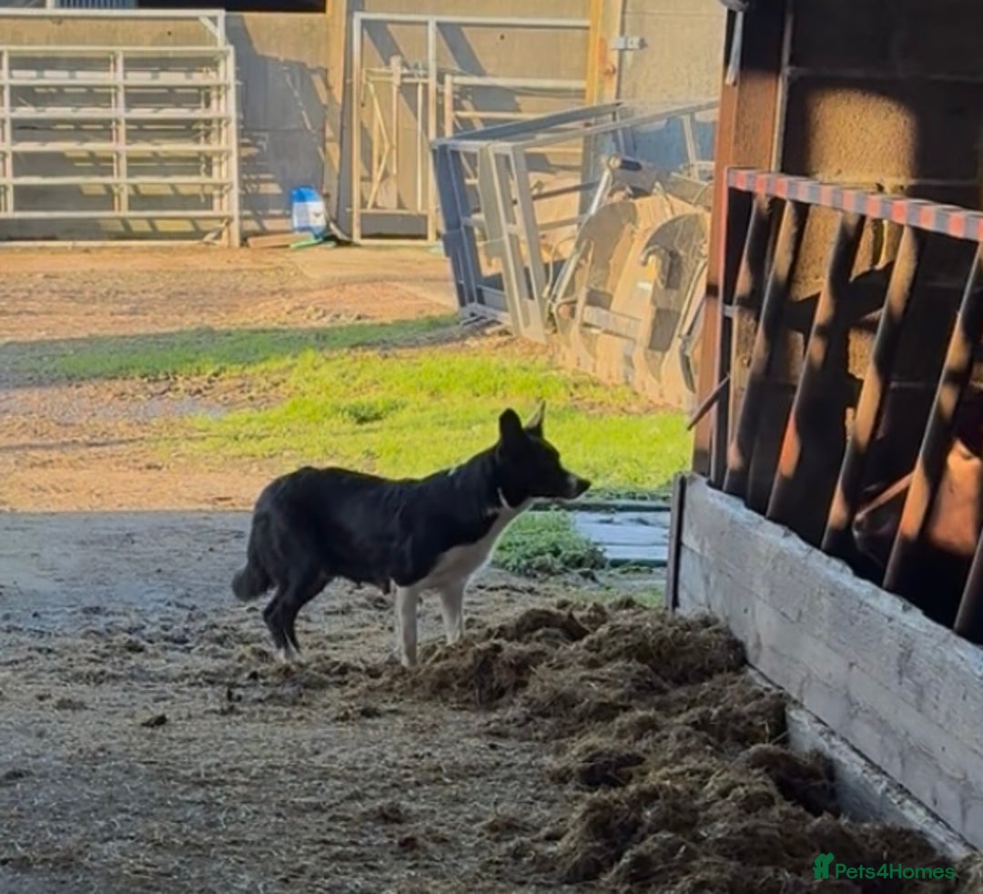 Border Collie dogs for sale: Border collie puppies - Advert 2