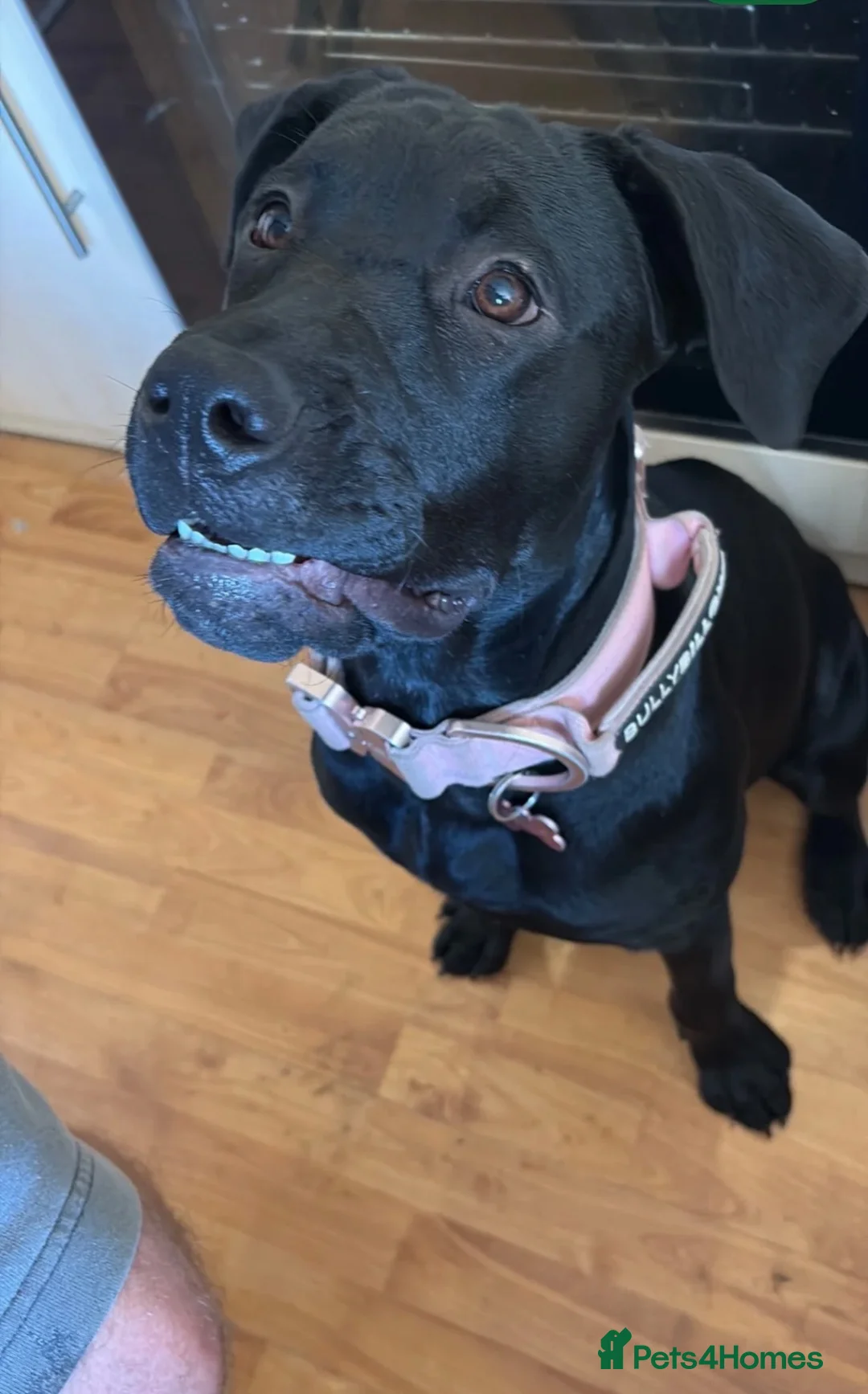Mixed Breed dogs for sale: Bella- staffy X presa canario  - Advert 8