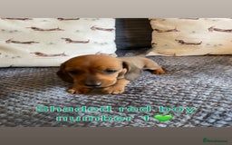 Miniature Dachshund dogs for sale: Male miniature dachshund puppies need homes❤️🐾 - Image 7