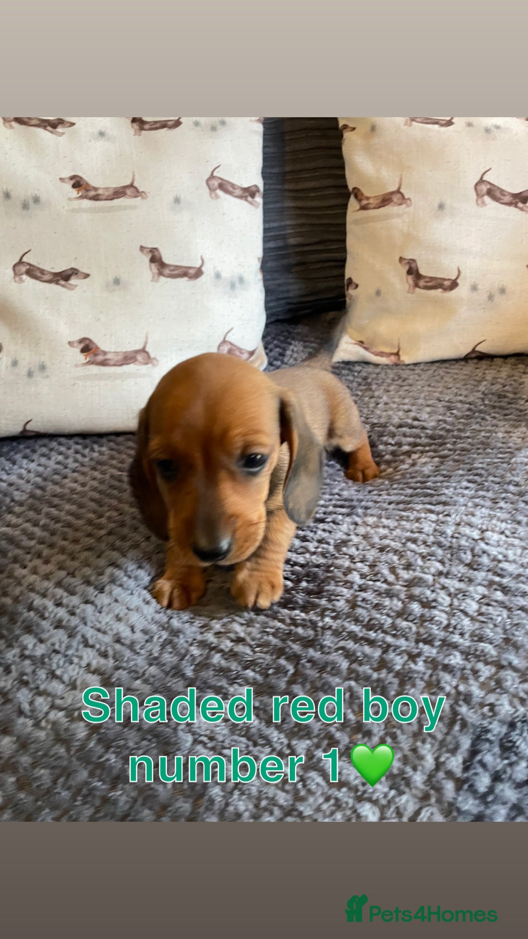 Miniature Dachshund dogs for sale: Male miniature dachshund puppies need homes❤️🐾 - Image 7