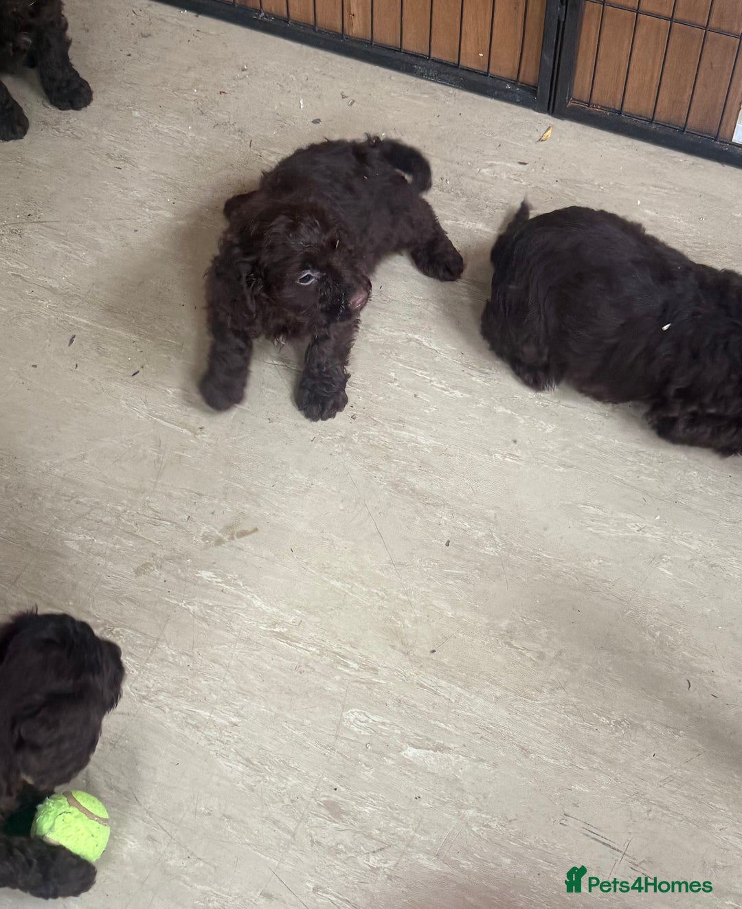 Cockapoo dogs for sale: Cockapoo chocolate f1 - Image 7