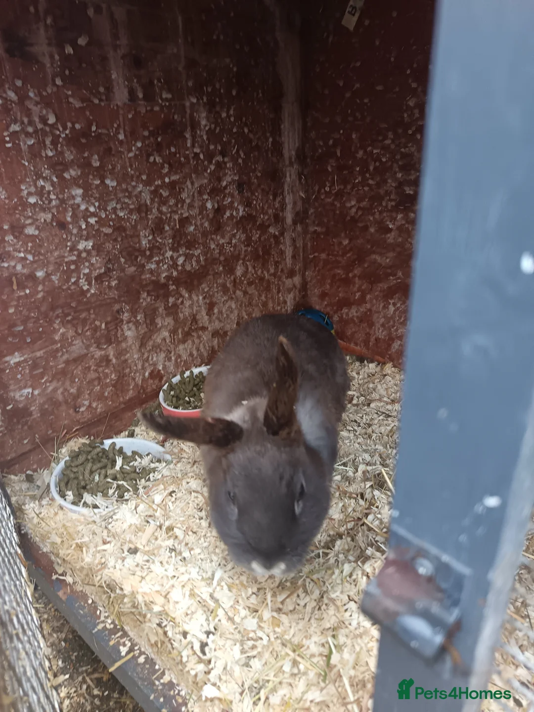 Mixed Breed rabbits for sale: Two male rabbits for rehoming - Advert 4