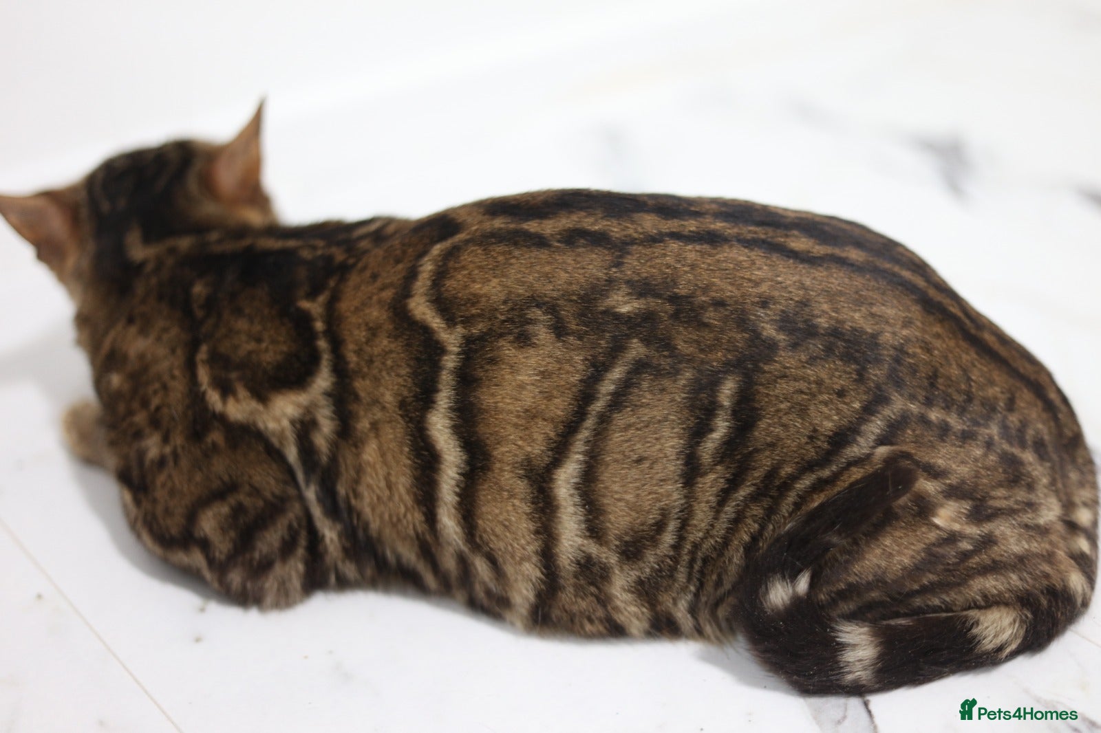 Bengal cats Sabor Russia Import Charcoal Carrier  - Advert 11