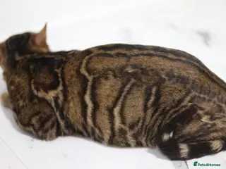 Bengal cats Sabor Russia Import Charcoal Carrier - Advert 11