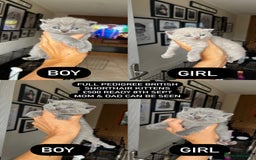 British Shorthair cats for sale: 2 blue boys left  - Image 1