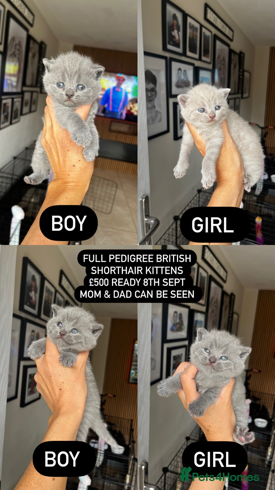 British Shorthair cats for sale: 2 blue boys left  - Image 1