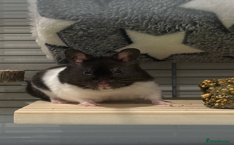 Hamster rodents - Advert 2