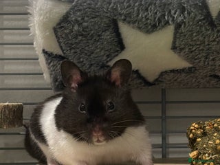 Hamster rodents - Advert 14