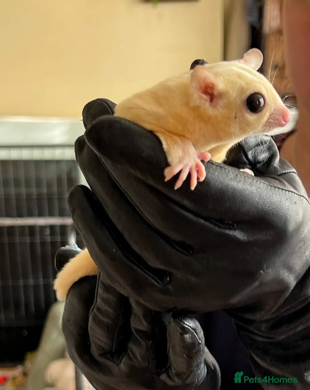 Sugar Glider rodents for sale: ✨ EXCEPTIONAL SUGAR GLIDER CLAN  - Advert 4