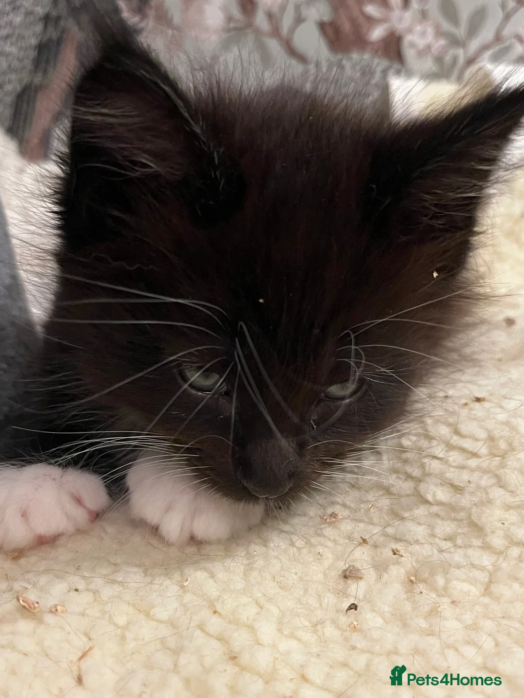 Maine Coon cats for sale:  Pedigree Maine Coon kittens - Advert 17