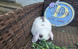 Mini Lion Lop rabbits for sale: Mini lop bunny - Image 1